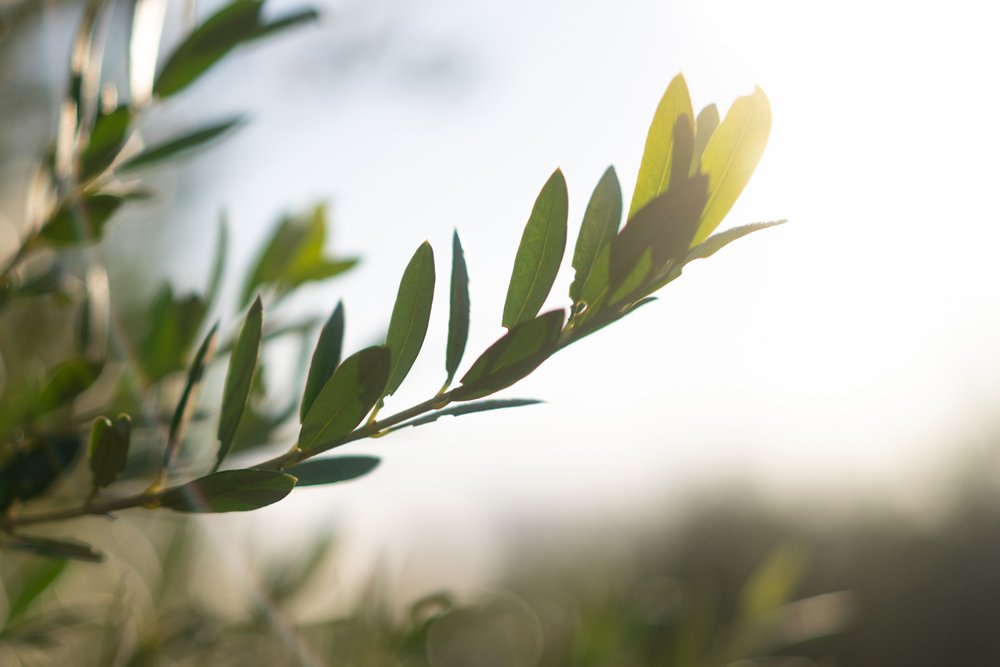 Rama de Olivo al viento