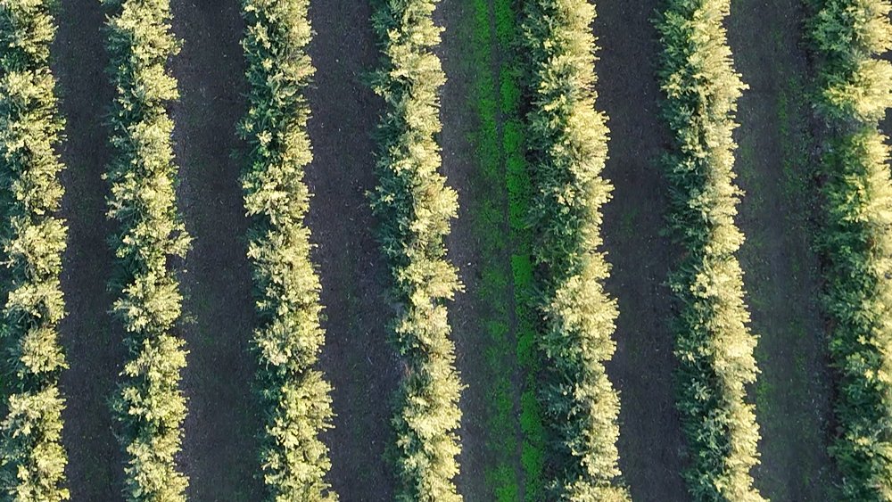 Campo Ribera d'Ebre Para aceite de oliva