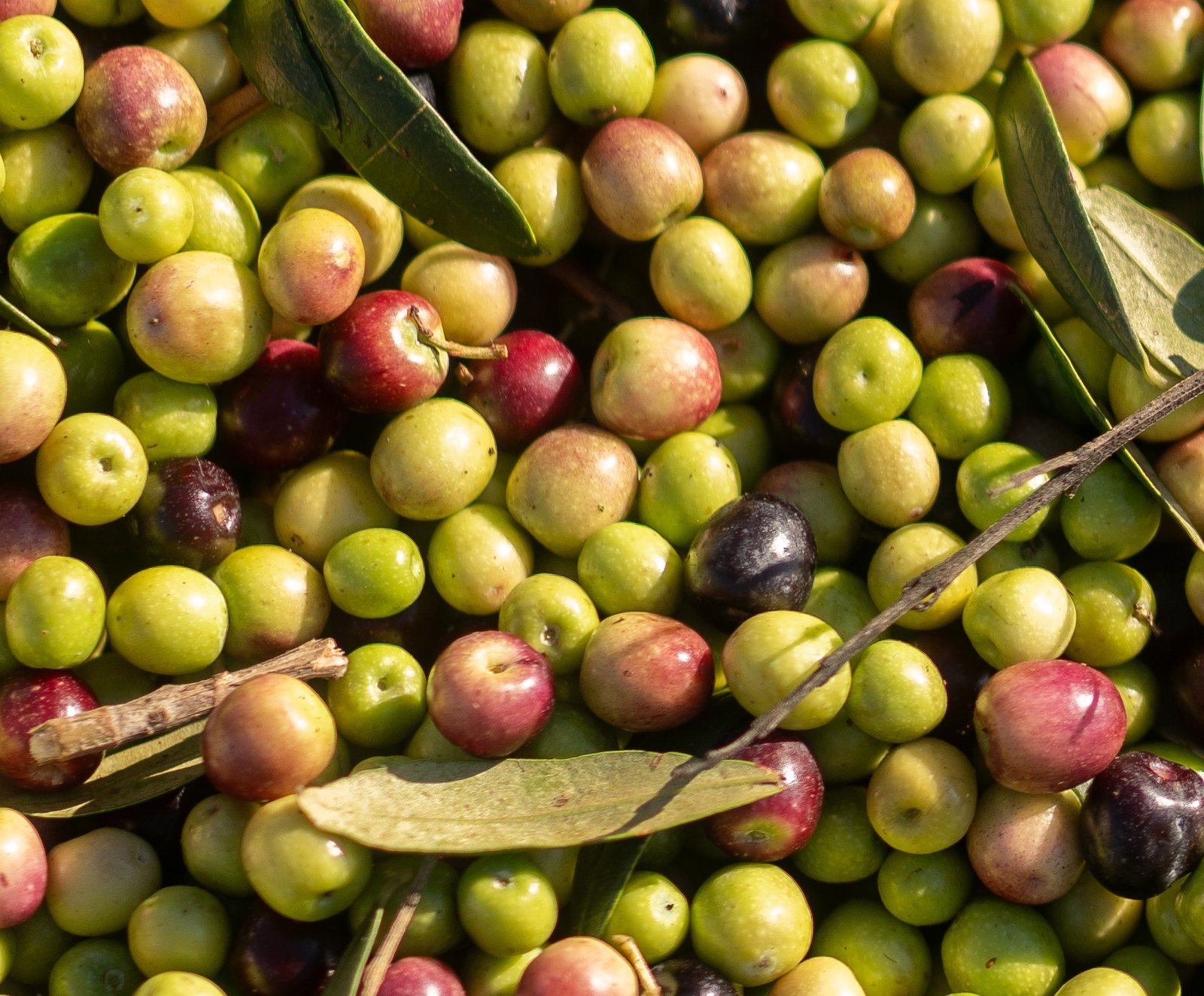 Olivas Arbequina para Aceite de Oliva Virgen extra